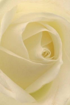 In this intimate portrait, a white rose unfurls its petals in harmonious swirls, their creamy, almost translucent layers forming an understated tribute to the essence of Hillingdon's calming atmosphere. Soft, diffuse illumination-evocative of light streaming through mature trees in Fassnidge Park-brushes the rose with pale lemon and cream hues, lending a velvety softness you can nearly feel. Each petal curves with natural elegance, inviting the imagination to trace their fine edges, as if gathering the flower in your hands. The mood captures the subtle anticipation before a celebration or the deep comfort of a loving gesture-just the kind experienced between friends and neighbours in Hillingdon. Its quiet composure makes the rose an ideal choice for anniversaries, sympathies, or heartfelt thank-yous. Held by the expert hands of a Hillingdon florist, this rose becomes more than a flower; it is a testament to grace, freshness, and artistry rooted in the community. With every detail, from the gentle shadows to the immaculate centre, the image whispers stories of love and remembrance woven through Hillingdon's welcoming streets.